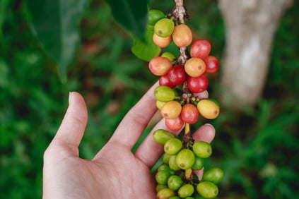 katya-austin-130044-unsplash